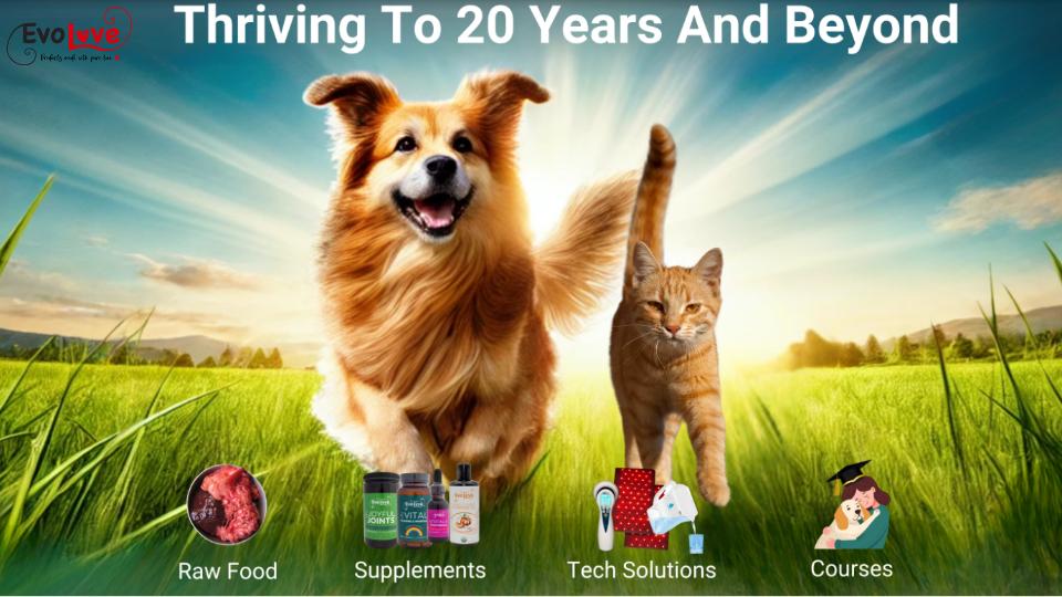EvoLove offers veterinarian-formulated pet food and supplements designed to support optimal health and longevity. Developed with over 40 years of expertise, these species-appropriate formulas mimic a natural diet with balanced meat, fat, bone, and organ content. Made with grass-fed, grass-finished meats and antibiotic-free poultry, EvoLove delivers clean, high-quality nutrition your pet can thrive on.